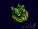 WYSIWYG Acropora Maricultuur geacclimatiseerd LED