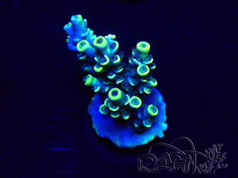 WYSIWYG Acropora tenuis Maricoltura acclimatata a LED