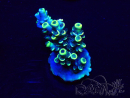 WYSIWYG Acropora tenuis Maricoltura acclimatata a LED