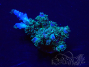 WYSIWYG Acropora Marikultur akklimatisiert LED