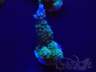 WYSIWYG Acropora aclimatado led