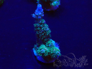 WYSIWYG Acropora acclimaté led