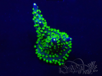 WYSIWYG Acropora Mariculture acclimated LED