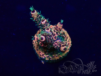WYSIWYG Acropora Mariculture acclimaté led