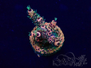 WYSIWYG Acropora Mariculture acclimaté led