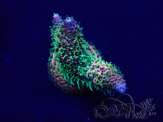 WYSIWYG Acropora Maricoltura acclimatata a LED
