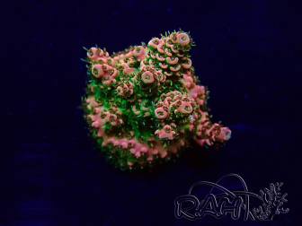 WYSIWYG Acropora aclimatado led