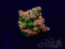 WYSIWYG Acroporaacclimated LED