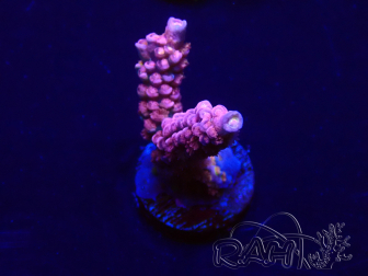 WYSIWYG Acropora Marikultur akklimatisiert LED