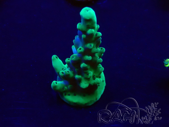 WYSIWYG Acropora Mariculture acclimated LED