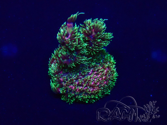 WYSIWYG Acropora Mariculture acclimated LED
