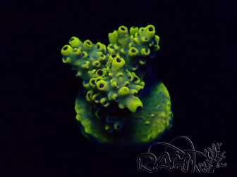 WYSIWYG Acropora Maricultura aclimatada LED