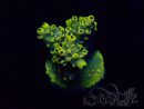 WYSIWYG Acropora Mariculture acclimated LED