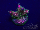 WYSIWYG Acropora Maricoltura acclimatata a LED