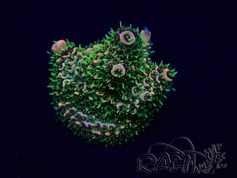 WYSIWYG Acropora Maricoltura acclimatata a LED