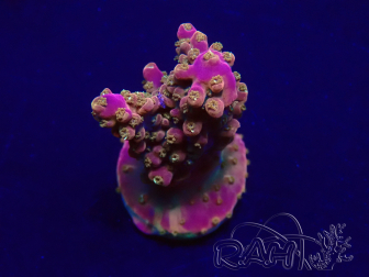 WYSIWYG Acropora Mariculture acclimaté led
