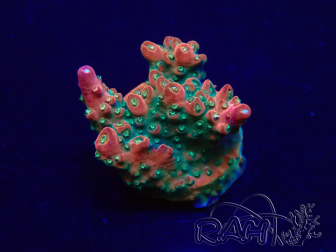 WYSIWYG Acropora Mariculture acclimated LED