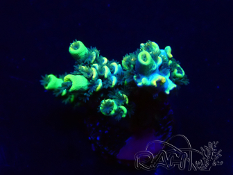 WYSIWYG Acropora tenuis 15C7 Mariculture acclimaté led