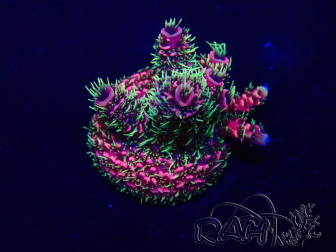 WYSIWYG Acropora Mariculture acclimated LED