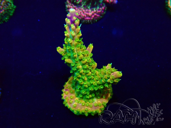 WYSIWYG Acropora acclimated LED