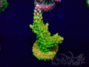 WYSIWYG Acropora acclimaté led