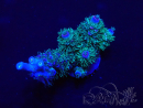 WYSIWYG Acropora tenuis 15C11 Mariculture acclimaté led