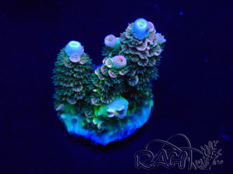 WYSIWYG Acropora Mariculture acclimated LED