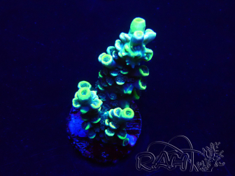 WYSIWYG Acropora Mariculture acclimaté led