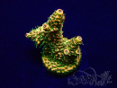 WYSIWYG Acropora Mariculture acclimated LED
