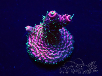 WYSIWYG Acropora Maricoltura acclimatata a LED