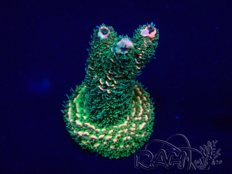 WYSIWYG AcroporaMaricultura aclimatada led