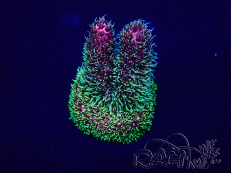WYSIWYG Acropora aclimatada led