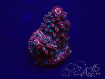 WYSIWYG Acropora Geacclimatiseerde maricultuur LED