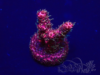 WYSIWYG Acropora Maricultura aclimatada LED