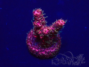 WYSIWYG Acropora Mariculture acclimated LED