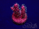 WYSIWYG Acropora acclimaté led