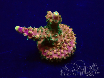 WYSIWYG Acropora 15E2 Mariculture acclimated LED