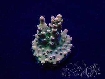 WYSIWYG Acropora Maricoltura acclimatata a LED