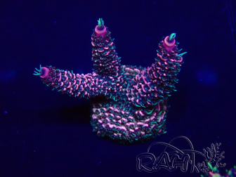 WYSIWYG Acropora aclimatada LED