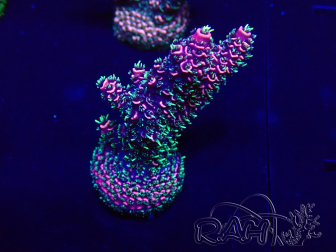 WYSIWYG Acropora millepora Maricultured acclimated LED