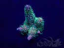 WYSIWYG Acropora Australië geacclimatiseerd LED