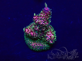 WYSIWYG Acropora Maricultura aclimatada LED