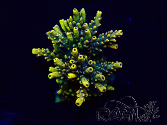 WYSIWYG Acropora 15E9 geacclimatiseerd LED