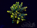 WYSIWYG Acropora 15E9 acclimated LED