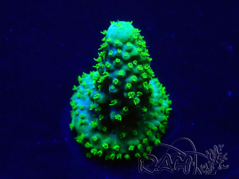 WYSIWYG Acropora Maricoltura acclimatata a LED