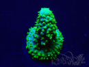 WYSIWYG Acropora Mariculture acclimated LED