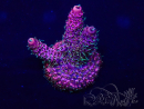 WYSIWYG Acropora acclimated LED