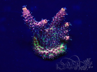 WYSIWYG Acropora 15F3 acclimated LED