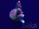 WYSIWYG Acropora 15F4 geacclimatiseerd LED