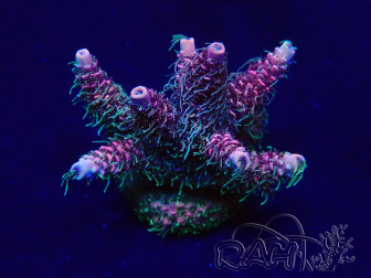 WYSIWYG Acropora acclimatata a LED